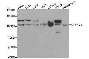 Western Blotting (WB) image for anti-Catenin (Cadherin-Associated Protein), delta 1 (CTNND1) (AA 573-832) antibody (ABIN3022309)