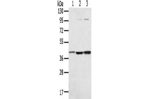 Gel: 8 % SDS-PAGE, Lysate: 40 μg, Lane 1-3: Hepg2 cells, TM4 cells, Raw264. (Syntaxin 18 抗体)