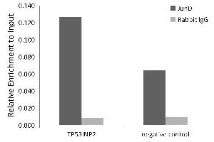 Chromatin immunoprecipitation analysis of extracts of HepG2 cells, using JunD antibody (ABIN7268050) and rabbit IgG. (JunD 抗体)