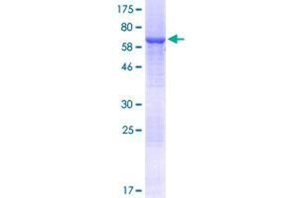 AZI2 Protein (AA 1-392) (GST tag)