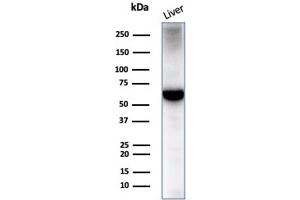 Analysis of Protein Array containing more than 19,000 full-length human proteins using Albumin Mouse Monoclonal Antibody (ALB/2355). (Albumin 抗体)