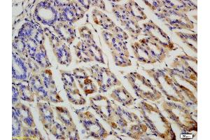 Formalin-fixed and paraffin embedded rat colon labeled with Anti OLFM4 Polyclonal Antibody, Unconjugated  at 1:200 followed by conjugation to the secondary antibody and DAB staining (Olfactomedin 4 抗体  (AA 111-510))