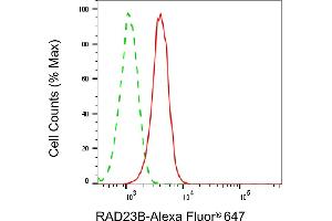 Flow cytometric analysis of RAD23B expression in HeLa cells using RAD23B antibody (ABIN7800118), 1:2,000). (RAD23B 抗体)