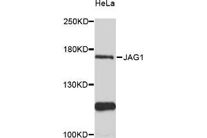 Western blot analysis of extracts of HeLa cells, using JAG1 antibody (ABIN6291335) at 1:3000 dilution. (JAG1 抗体)