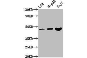 Western Blot Positive WB detected in: LO2 whole cell lysate, HepG2 whole cell lysate, Raji whole cell lysate All lanes: SERPINB2 antibody at 3. (SERPINB2 抗体  (AA 293-389))