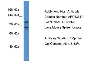WB Suggested Anti-Nbr1  Antibody Titration: 0. (NBR1 抗体  (C-Term))