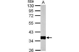 WB Image Sample (50 ug of whole cell lysate) A: mouse heart 10% SDS PAGE antibody diluted at 1:10000 (PDHE1-B 抗体)