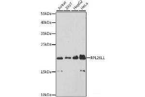 Western blot analysis of extracts of various cell lines using RPL26L1 Polyclonal Antibody at dilution of 1:3000. (RPL26L1 抗体)
