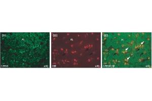 Image no. 2 for anti-KISS1 Receptor (KISS1R) (AA 375-396) antibody (ABIN2873009) (KISS1R 抗体  (AA 375-396))