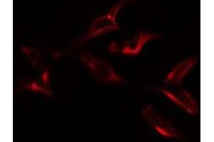 Immunofluorescence (fixed cells) (IF/ICC) image for anti-Kininogen 1 (KNG1) (N-Term) antibody (ABIN6262859)