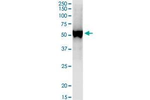 UGT1A7 MaxPab polyclonal antibody. (UGT1A7 抗体  (AA 1-530))