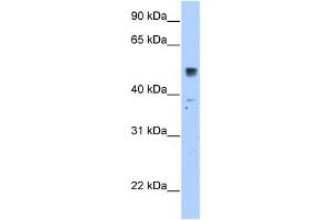 SLC35F5 antibody used at 2. (SLC35F5 抗体  (C-Term))