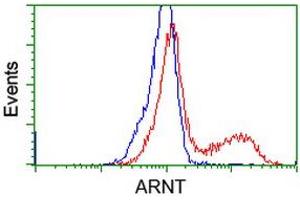 Image no. 7 for anti-Aryl Hydrocarbon Receptor Nuclear Translocator (ARNT) antibody (ABIN1496729) (ARNT 抗体)