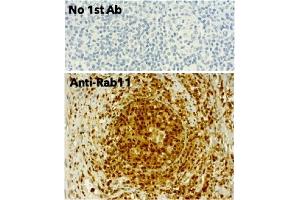 Immunohistochemistry (IHC) image for anti-RAB11A, Member RAS Oncogene Family (RAB11A) (C-Term) antibody (ABIN1440026) (RAB11A 抗体  (C-Term))