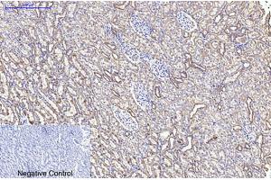 Immunohistochemical analysis of paraffin-embedded rat kidney tissue. (Cytochrome C 抗体)