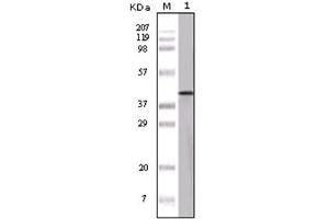 Western Blotting (WB) image for anti-Ovalbumin (OVA) antibody (ABIN1108541) (Ovalbumin 抗体)