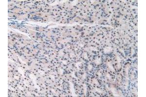 IHC-P analysis of Mouse Stomach Tissue, with DAB staining. (TALDO1 抗体  (AA 35-285))