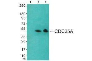 Western blot analysis of extracts from HeLa cells and 293 cells using Akt (Ab-326) antibody. (AKT1 抗体  (Tyr326))