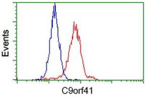 Flow cytometric Analysis of Hela cells, using anti-C9orf41 antibody (ABIN2452871), (Red), compared to a nonspecific negative control antibody (TA50011), (Blue). (C9orf41 抗体)