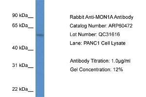 Western Blotting (WB) image for anti-MON1 Homolog A (MON1A) (C-Term) antibody (ABIN2788456) (MON1A 抗体  (C-Term))
