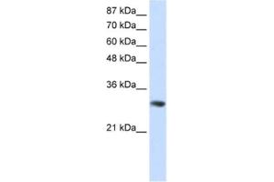 Western Blotting (WB) image for anti-Guanine Nucleotide Binding Protein (G Protein), beta Polypeptide 2-Like 1 (GNB2L1) antibody (ABIN2462197)