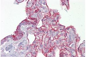 Anti-PTPN11 antibody IHC staining of human lung. (PTPN11 抗体  (AA 143-192))
