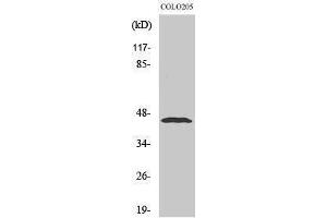Western Blotting (WB) image for anti-Macrophage erythroblast Attacher (MAEA) (Internal Region) antibody (ABIN3174938) (MAEA 抗体  (Internal Region))
