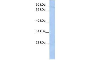 PRKRIR antibody used at 1 ug/ml to detect target protein.