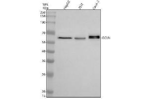 Western blot analysis of OCLN using anti-OCLN antibody (ABIN7605781).