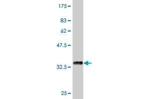 Western Blot detection against Immunogen (37. (PTK7 抗体  (AA 36-145))