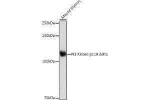 Western blot analysis of extracts of Mouse thymus, using PI3 Kinase p110 delta Rabbit mAb (ABIN7269326) at 1:1000 dilution. (PIK3CD 抗体)