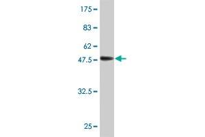 Western Blot detection against Immunogen (55. (C12ORF24 抗体  (AA 1-273))