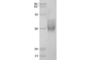 Validation with Western Blot (CD147 Protein (Transcript Variant 2) (His tag))