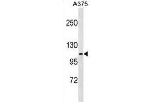 Western Blotting (WB) image for anti-FERM, RhoGEF (ARHGEF) and Pleckstrin Domain Protein 1 (Chondrocyte-Derived) (FARP1) antibody (ABIN5019452) (FARP1 抗体)