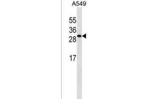 ISOC2 Antibody (C-term) (ABIN1536753 and ABIN2850006) western blot analysis in A549 cell line lysates (35 μg/lane). (ISOC2 抗体  (C-Term))