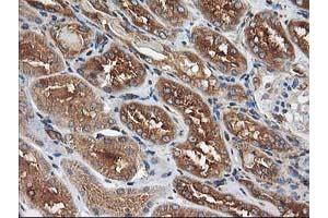 Immunohistochemical staining of paraffin-embedded Human Kidney tissue using anti-HARS2 mouse monoclonal antibody. (HARS2 抗体)