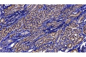 Immunohistochemistry (IHC) image for anti-Paraoxonase 1 (PON1) (AA 35-206) antibody (ABIN7431437)