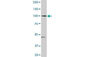ARHGAP4 MaxPab rabbit polyclonal antibody. (ARHGAP4 抗体  (AA 1-986))