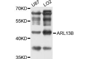 Western blot analysis of extracts of LO2 and U87 cells, using ARL13B antibody.