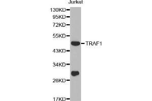 Western blot analysis of extracts of Jurkat cell line, using TRAF1 antibody. (TRAF1 抗体  (AA 217-416))
