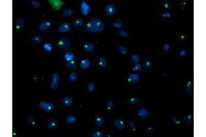 Immunofluorescence (IF) image for anti-phosphoglycerate Mutase 2 (Muscle) (PGAM2) antibody (ABIN1500172) (PGAM2 抗体)
