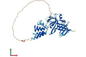 AlphaFold protein structure predicition of Human Recombinant AIM2 Protein, UniprotID O14862 (AIM2 Protein (AA 1-343) (His tag))