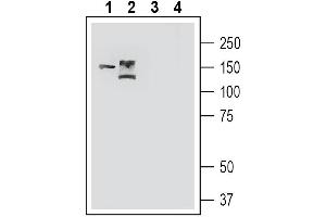 Western blot analysis of mouse colon lysate (lanes 1 and 3) and  rat eye lysate (lanes 2 and 4): 1-2.