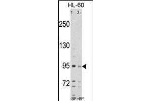 Western blot analysis of SEA Antibody (C-term) Pab (ABIN389214 and ABIN2839370) pre-incubated without(lane 1) and with(lane 2) blocking peptide in HL-60 cell line lysate.