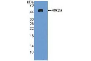 Detection of Recombinant MAX, Human using Polyclonal Antibody to MYC Associated Factor X (MAX) (MAX 抗体  (AA 2-160))