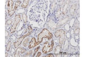 Immunoperoxidase of monoclonal antibody to AMBP on formalin-fixed paraffin-embedded human kidney. (AMBP 抗体)