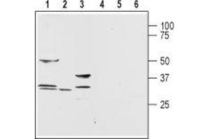 Western Blotting (WB) image for anti-Aquaporin 9 (AQP9) (AA 4-19), (Intracellular) antibody (ABIN7042945)