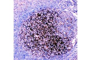 Anti-CD82 Picoband antibody, IHC(P) IHC(P): Human Tonsil Tissue (CD82 抗体  (AA 98-267))