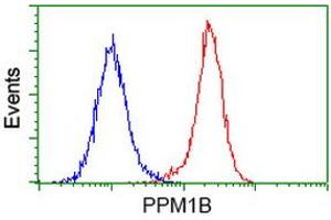 Image no. 3 for anti-Protein Phosphatase, Mg2+/Mn2+ Dependent, 1B (PPM1B) antibody (ABIN1500376) (PPM1B 抗体)