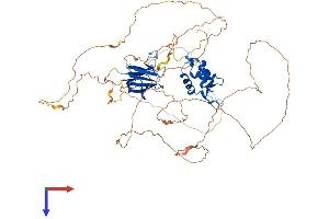 Forkhead Box K2 Protein (FOXK2) (AA 1-651) (His tag)